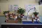 Foto: Alternativní medicína pro kočky i psy. Číňané si oblíbili akupunkturu pro domácí mazlíčky