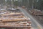 Lesy uklízí pily, Fuksa je na chráněné stromy nepustí