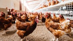 slepice, volný výběh, ilustrační foto