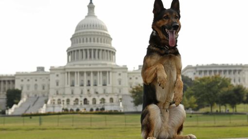 Police dog "Echo" of the Lakeland, Florida, police force, has his picture taken by his handler at the U.S. Capitol in Washington October 3, 2013. Echo is competing in the annual United States Police Canine Association (USPCA) Field Trials in nearby Maryland. REUTERS/Kevin Lamarque (UNITED STATES - Tags: MILITARY SOCIETY ANIMALS) Published: Říj. 3, 2013, 6:22 odp. Odstranit
