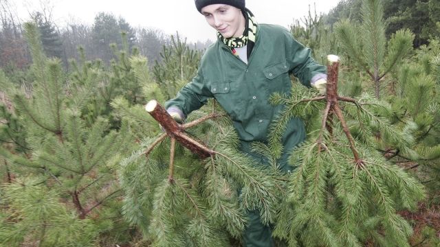 Brigádník Ladislav Toncr z valtické střední vinařské školy pomáhal připravovat 6. prosince u Valtic na Břeclavsku k expedici vyřezané borovice černé a lesní, kterých místní lesáci z valtického polesí dodají na letošní vánoční trh přes tři tisíce. Podle Davida Janoty z polesí jsou určeny především pro obce Břeclavska a Brno a poputují na trh v cenovém rozmezí 180 až 230 korun s výškou od 150 do 250 cm.