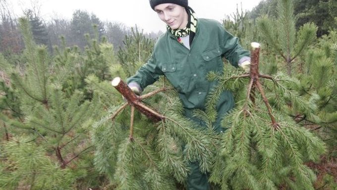 Locally grown pines remain popular, but imported firs are the real hit.