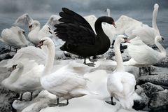 V Česku začíná sčítání vodních ptáků, zapojí se stovky dobrovolníků