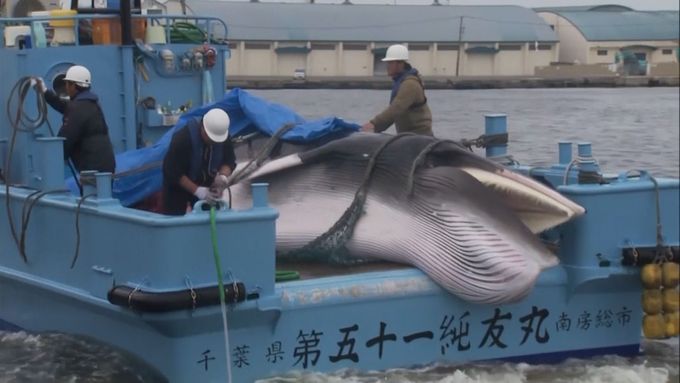 Japonští velrybáři se vrací s prvními úlovky.