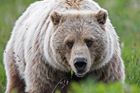 Tragický konec cyklovýletu v Montaně. Grizzly vytáhl turistku ze stanu a zabil ji
