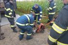 Divočáka museli v Poličce zachraňovat hasiči s jeřábem. Prase uvízlo v kabelové šachtě