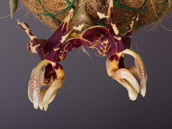 Vstupenky za účtenky Botanická zahrada - výstava orchidejí