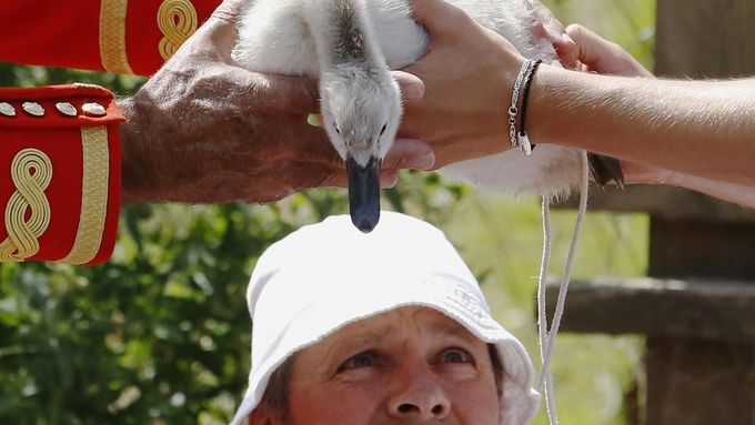Foto: Sčítání labutí na řece Temži