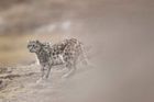 Unikátní snímky: Fotograf zažil blízké setkání se vzácným a plachým levhartem sněžným