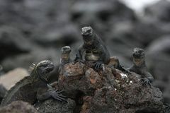 Na Galapágách objevili nový druh leguána