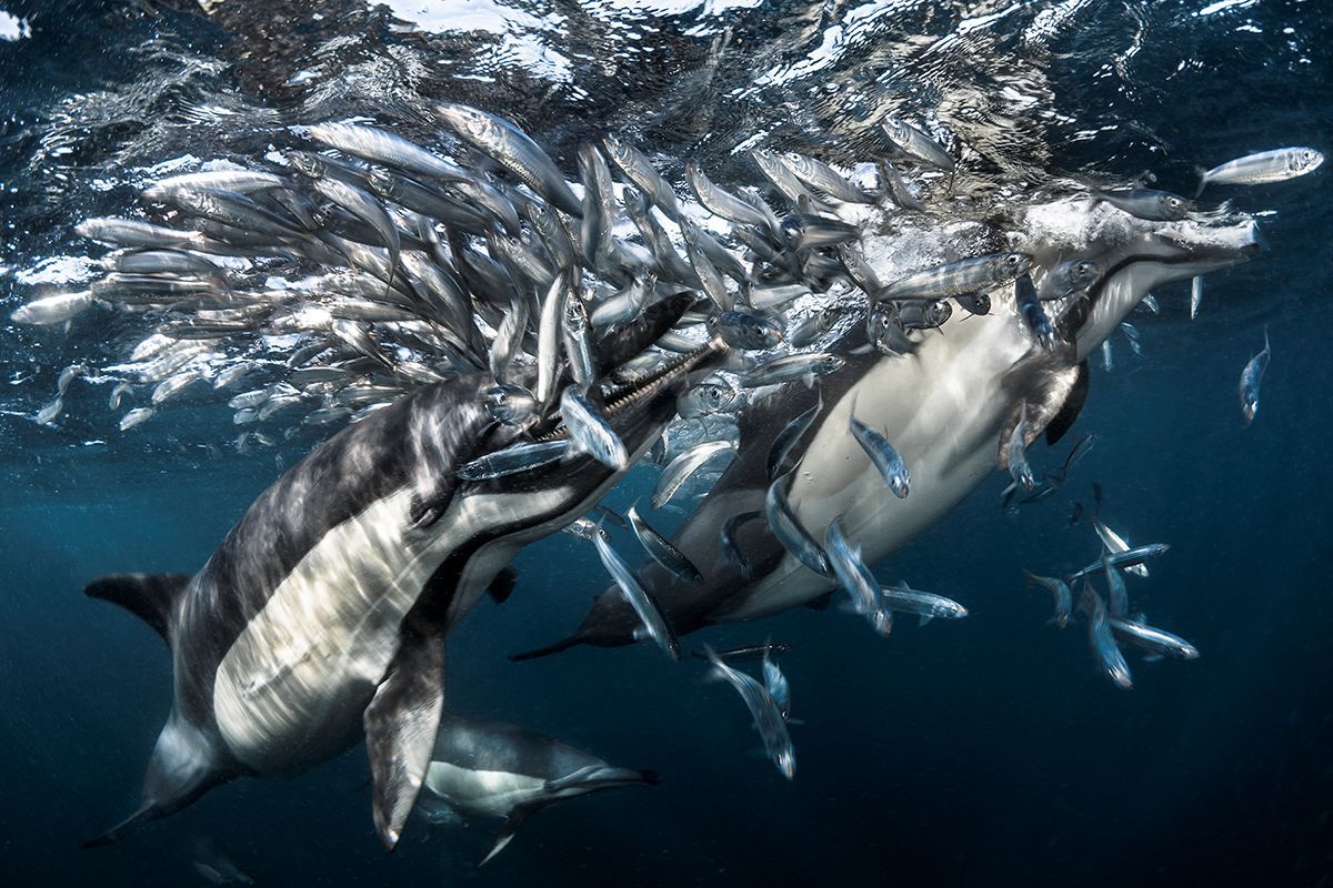 Underwater Photographer of the Year 2017: Vítězové soutěže