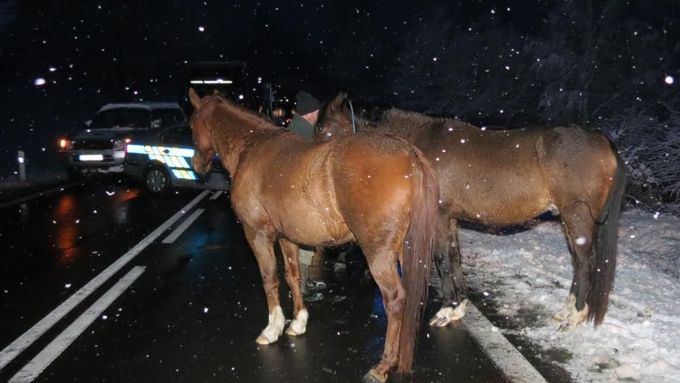 Volně pobíhající koně způsobili tři dopravní nehody.