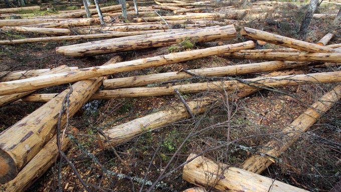 Kůrovcová kalamita končí, letos se na Šumavě pokácí o 170 000 stromů méně než loni