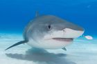 Žralok v Egyptě zabil německého turistu