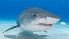 Americký fotograf Cory Peterson natočil náhodou na svůj dron stovky žraloků u floridského městečka Destin. Podle odborníků je takové množství žraloků na jednom místě spíše výjimečné.