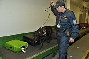 FOTO Cvičení psi na pražském letišti