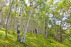 Vyhláška dovolí větší pěstování rychle rostoucích dřevin, lesy mohou být různorodější