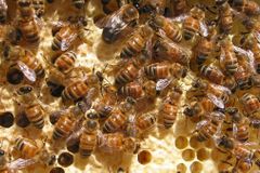 Senát schválil novelu plemenářského zákona, dlouho se přel o včelu kraňskou