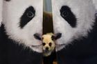 Číňan přebarvil psy, aby vypadali jako pandy. Láká tak hosty do své kavárny