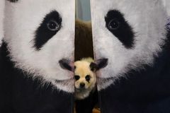 Číňan přebarvil psy, aby vypadali jako pandy. Láká tak hosty do své kavárny