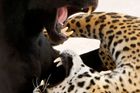 Lolo, černý jaguár, si hraje s Wardem, svým 14 měsíců starým skvrnitým mládětem, ve výběhu v Zoo v Ammánu, 12. května 2011. REUTERS/Ali Jarekji