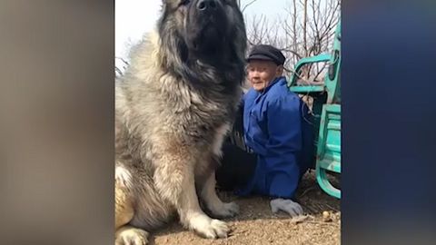 Je to medvěd, nebo pes? Muž v Číně má metr vysokého kavkazkého ovčáka