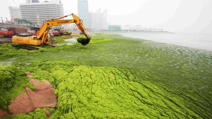 Mořské řasy byly noční můrou organizátorů pekingské olympiády - museli je složitě odstraňovat, aby měli kde plachtit olympijští jachtaři. Řasy však mohou být také zdrojem biopaliv.