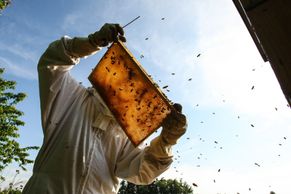 Česko je včelařská velmoc. Podívejte se na stáčení medu