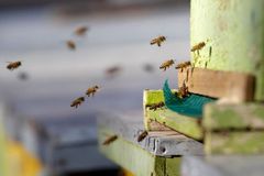 Zloděj ukradl včelaři na Přerovsku čtyři desítky úlů