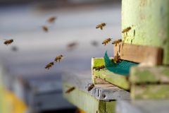Hasiči před nákupním centrem na Smíchově chytali včely, uletěly jim