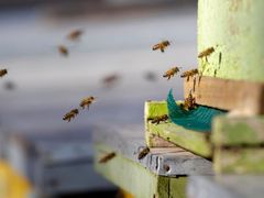 I včely patří k byznysu.