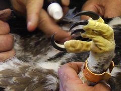 Kroužkování orlího mláděte. Teprve dva měsíce starý orel má už mohutné pařáty. Brzy se stanou hlavním nástrojem k lovu