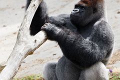 Pražské gorily se stěhují domů, na dlouho to ale nebude