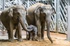 Nově narozené slůně se poprvé ukázalo návštěvníkům pražské zoo, do sloní rodiny zapadlo
