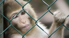 opice klec plot ilustrační foto