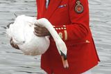 Na Temži se tento týden koná tradiční každoroční sčítání labutí. Pět dní bude královský pověřenec David Barber se svým týmem na lodi křižovat anglickou řeku a zjišťovat početní stavy těchto vodních ptáků.