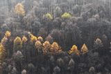 Lesy u Karlštejna ukazují, že podzim je už na ústupu. Přichází zima.