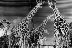 Desítky žiraf ve Dvoře Králové vystříleli za noc. Bylo to unáhlené, vzpomíná po letech veterinář