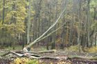Lesníci si brousí pily na chráněné stromy v parcích