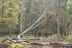 Na Olomoucku zahynul muž při těžbě dřeva. Jde o druhý případ v kraji za týden