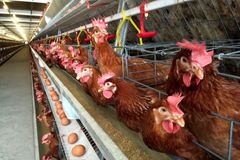U Pardubic likvidují kvůli ptačí chřipce drůbež, týká se to 140 tisíc kuřat a krůt