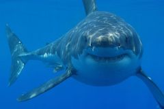 Břehy Austrálie ohrožuje šestimetrový žralok