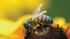 Evropská unie bude zákazem tří pesticidů chránit včely. Česko hlasovalo proti rozhodnutí