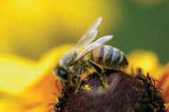 Včela překvapila vědce. Postavila si hnízdo jen z plastového odpadu