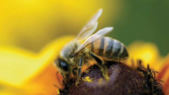Když nemá včela pyl, nepohrdne ani řasou v prášku.
