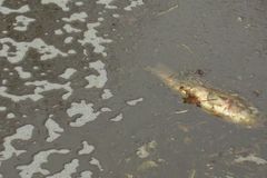V kontaminovaném jezeře v Peru uhynulo 25 tun ryb