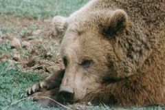 Pytláka, co zabil v Beskydech medvěda, policie nechytla