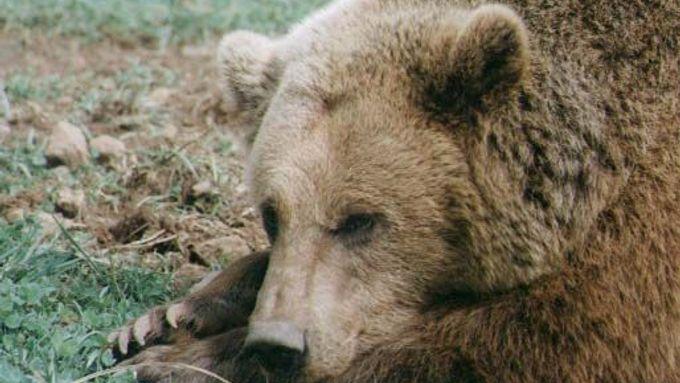 Bears are highly protected animals in the Czech Republic. It is estimated that there are no more than five of these wild beasts living in Beskydy.