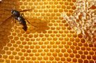 Včelaři získají z Bruselu čtyři miliony eur na nové úly