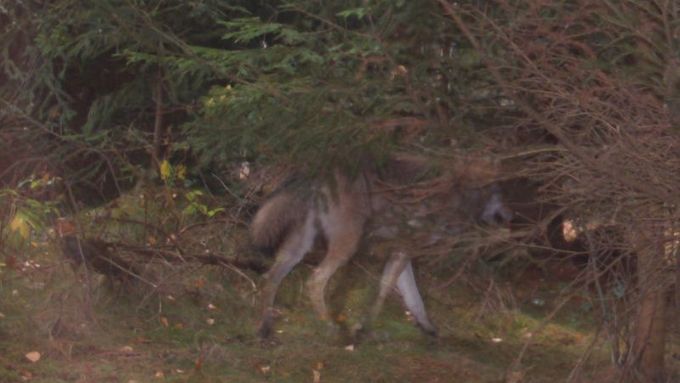Vlk vyfocený na fotopast na Broumovsku